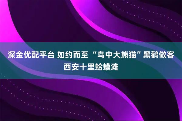 深金优配平台 如约而至 “鸟中大熊猫”黑鹳做客西安十里蛤蟆滩